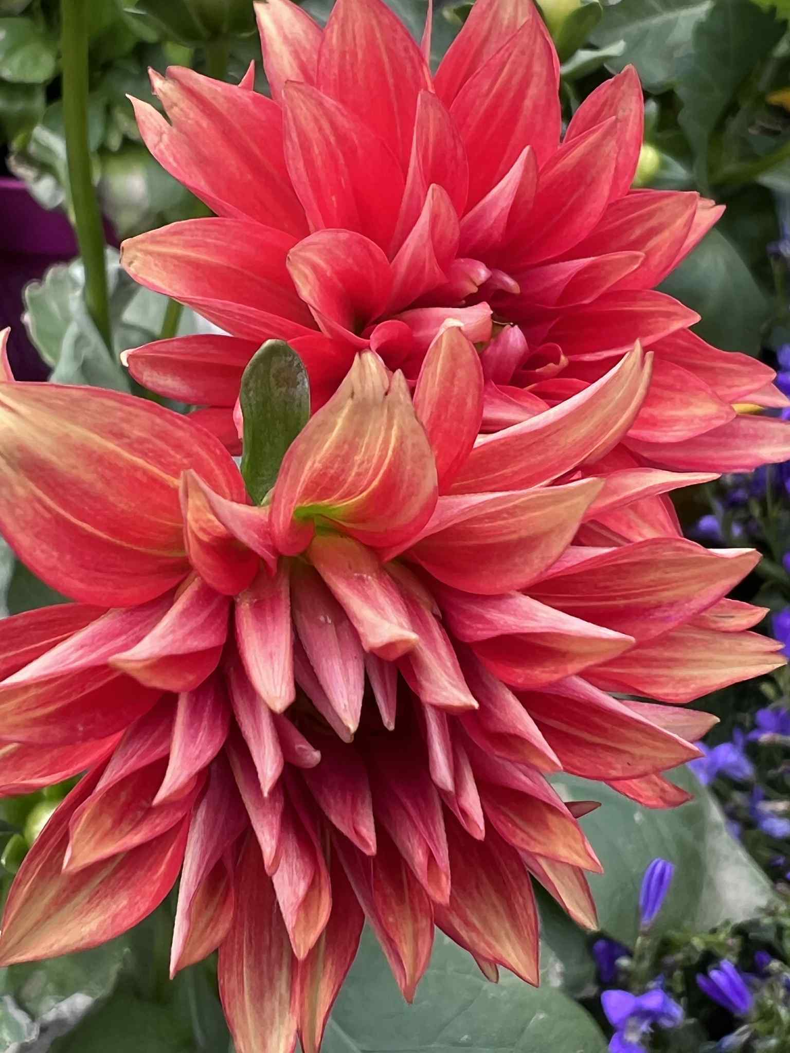 Picture of a flower